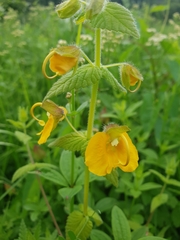 Rhynchocorys orientalis