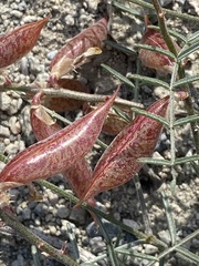 Astragalus casei