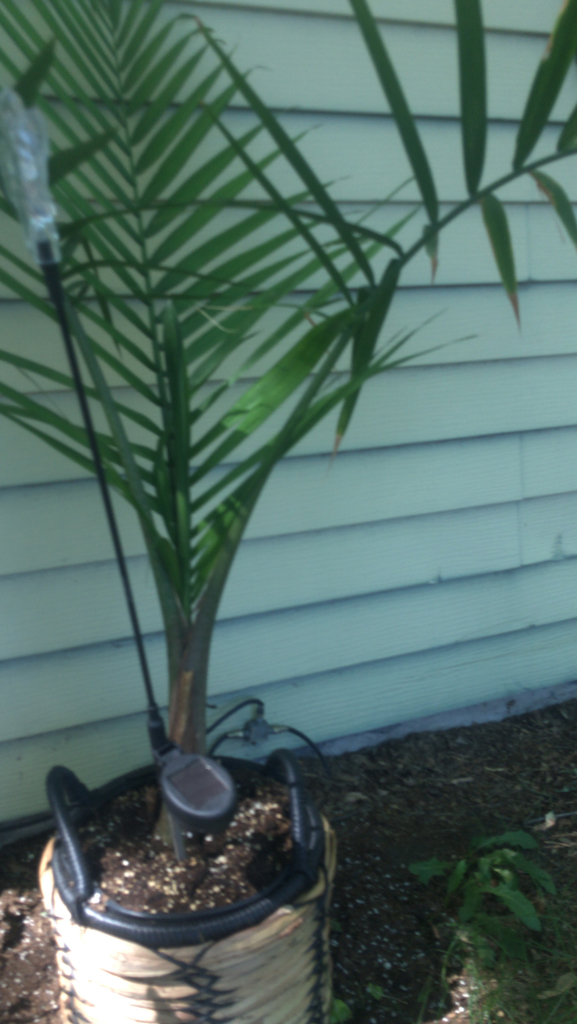 palms from McVille on June 17, 2021 at 1118 AM by missyann · iNaturalist