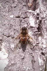 Eristalis tenax