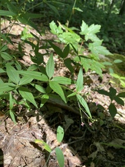 Galium latifolium