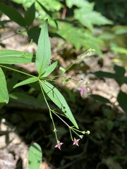 Galium latifolium