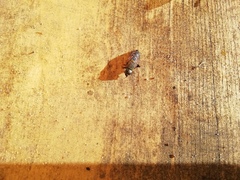 Hybomitra bimaculata