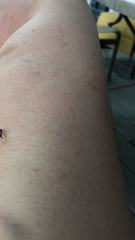 Rainieria antennaepes