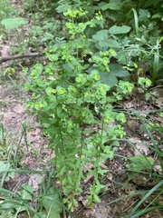 Euphorbia stricta