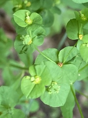 Euphorbia stricta