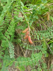 Astragalus salatavicus