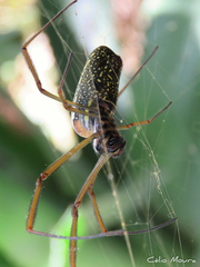Trichonephila clavipes