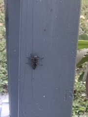 Chalcophora virginiensis