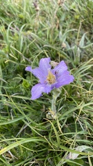 Pulsatilla violacea