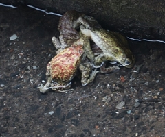 Duttaphrynus melanostictus