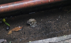 Duttaphrynus melanostictus