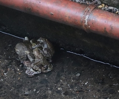 Duttaphrynus melanostictus