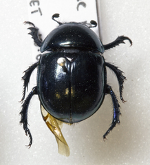 Trypocopris pyrenaeus