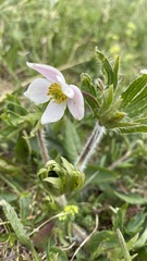 Anemonastrum speciosum