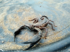 Opisthacanthus