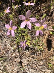 Sabatia brachiata