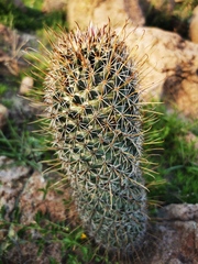 Coryphantha clavata stipitata