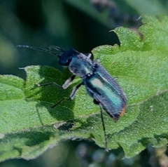 Clanoptilus abdominalis