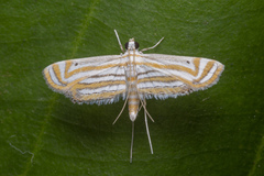 Parapoynx villidalis
