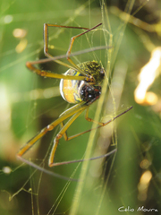 Trichonephila clavipes