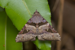 Avatha bubo