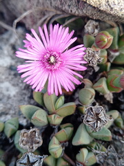 Antimima granitica