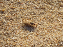 Tetanops flavescens