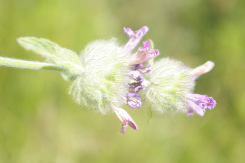 Clinopodium vulgare subsp. arundanum image