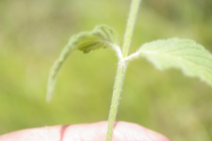 Clinopodium vulgare subsp. arundanum image