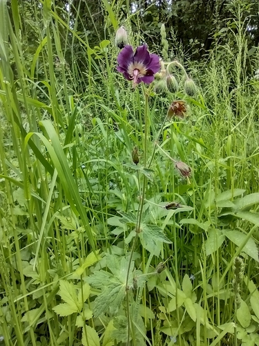 pakost hnedočervený (Geranium phaeum phaeum)