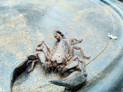 Opisthacanthus