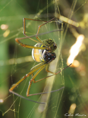 Trichonephila clavipes