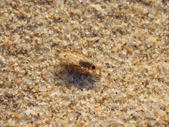 Tetanops flavescens