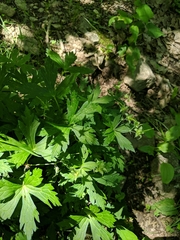 Geranium sibiricum