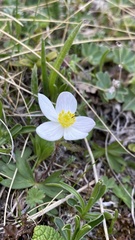 Anemonastrum speciosum