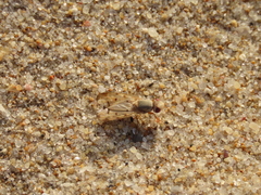 Tetanops flavescens