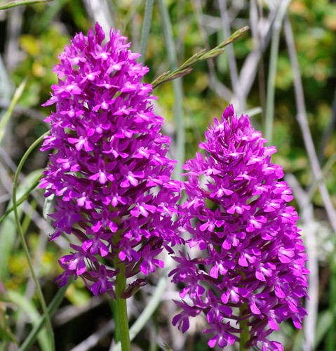 Anacamptis pyramidalis var. pyramidalis image