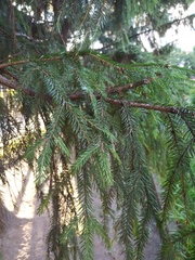 Picea abies