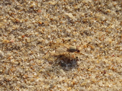Tetanops flavescens