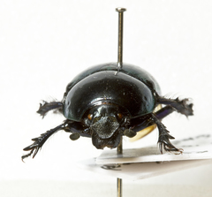 Trypocopris pyrenaeus