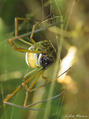 Trichonephila clavipes