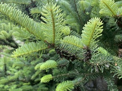 Abies cephalonica