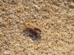 Tetanops flavescens
