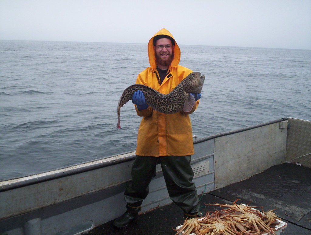 Photo of Spotted wolffish (Anarhichas minor)