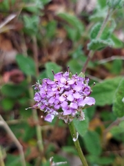 Iberis ciliata