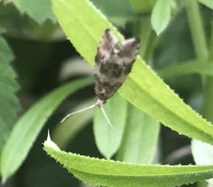 Syricoris