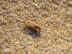 Tetanops flavescens