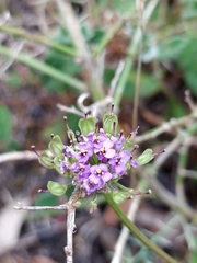 Iberis ciliata