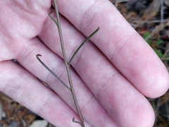 Iberis ciliata